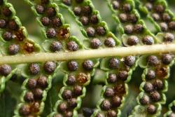 Cyathea medullaris. Underside of fertile lamina showing mature sori, mostly still enclosed within the indusia, but a few in which the indusia have broken open irregularly.
 Image: L.R. Perrie © Te Papa 2013 CC BY-NC 3.0 NZ